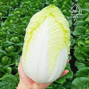[웰굿] 국내산 신선아삭한 알배기 쌈배추 1.8kg(450gx4통,상)