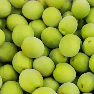 광양 및 순천 청매실 10kg 특대
