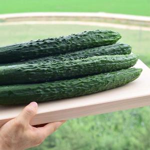 [자연맛남] 국내산 신선한 가시오이 4kg