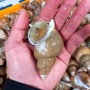 [산지직송 백고동] 동해안 자연산 백골뱅이 1kg (소/50미내외/산소포장)
