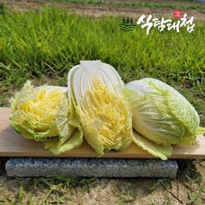 식탐대첩 신선농부들 쌈배추 알배추 600g이상 2통