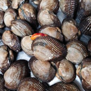 [산지직송]탱탱하고 꽉찬 수율좋은 제철 왕 피꼬막 3kg(kg당 10~15미내외)