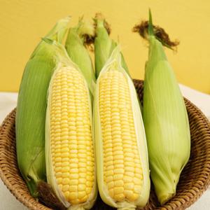 [자연품애 옥수수] 초당옥수수 특품(14cm 이상) 10개입