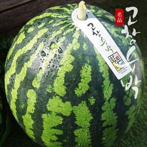 [고창특산물] 명품 고창 수박 로얄특대과 10kg미만 (선물용)
