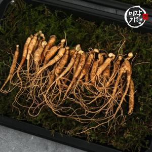미각기행 강원도 못난이 산양산삼 5~6년근 15g(8~13뿌리)