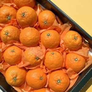 제주특산물 카라향 선물가방 5kg(15-30과) 웰빙과일 고당도 10브릭스이상