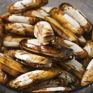 [산소포장]국내산 맛조개 1kg (30-40미내외)