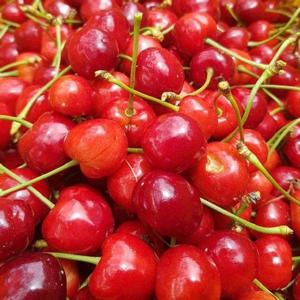 갤러리아_한달만 수확 되는 국산 경주 체리 2kg/예약중