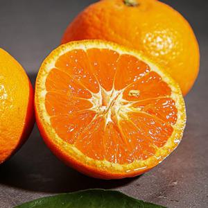 제주 화산송이 고당도 카라향 2.5kg (실속형 혼합과)