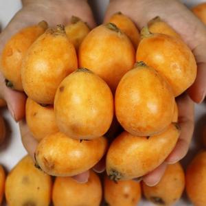 완도 신지도 비파열매 1kg