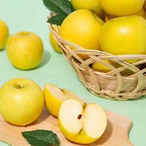 황금사과 시나노골드 가정용 2kg 7-9과