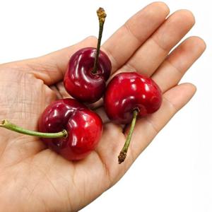[항공직송] 미국산 생체리 1.5kg (10ROW)