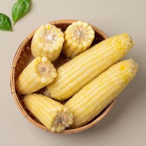 [자연맛남] 탱글탱글 프리미엄 백찰옥수수 20입 (특대)