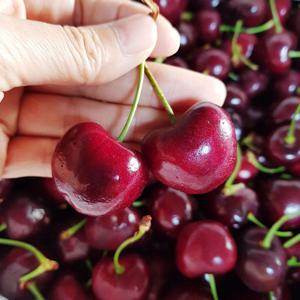 프리미엄 생 체리 고당도 항공직송 체리 500g 1kg 2kg 5kg