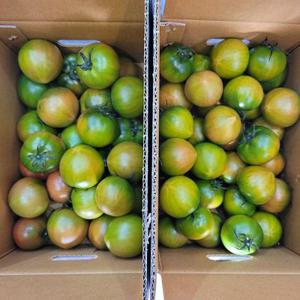 대저 짭짤이 토마토 당일수확 로얄과 2.5kg 특품 품평회 금상수상 고당도 단짠단짠 소과  못난이 흠과 쥬스용 파지