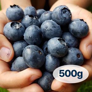 과일친구 무농약 영동 생블루베리 특대 500g
