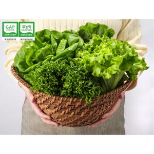 [무농약 GAP인증] 유러피안 샐러드 1kg 상추 (도시의푸른농장) 로메인 버터헤드 바타비아 바타아이스 프릴아이스