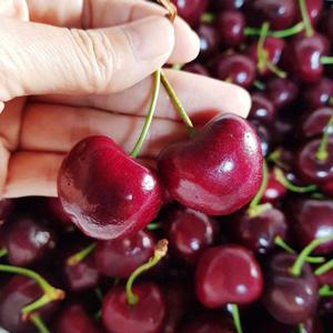 프리미엄 생 체리 고당도 항공직송 체리 500g 1kg 2kg 5kg