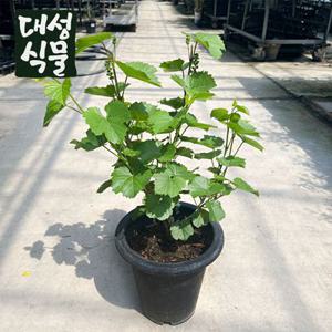 대성식물  머루포도 3년생 묘목 과실수 유실 나무 중품 과일키우기 노지월동가능