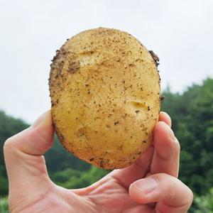[특품]두백감자 강원도 햇감자 포슬포슬 분 감자 10kg 1kg 3kg 5kg