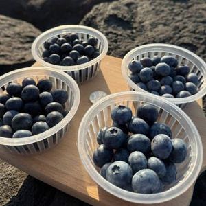 [GAP] 제주_유기농 무농약 생과 블루베리 [특/특대/왕_200g-1kg][익일출고]