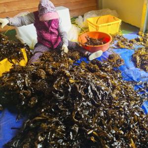 해녀가 직접 채취한 국내산 자연산  돌미역 1kg