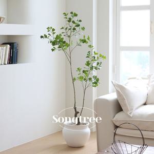 하트 벤자민 조화나무