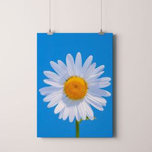 인테리어 그림 액자 북유럽 풍경 포스터 / 9.스마일 데이지