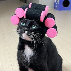 펫 코스튬 헤어롤 고데기 모자 강아지 고양이 뽀글이가발 파마머리 할로윈