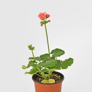 송살구 제라늄 싱그러운 소형 공기정화 식물 꽃모종