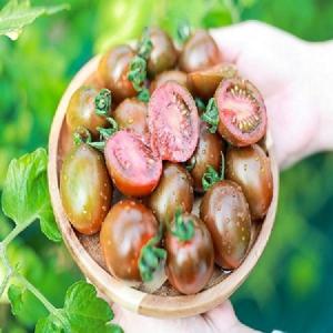 25년 첫수확 산지직송 부산 대저 흑대추 방울토마토