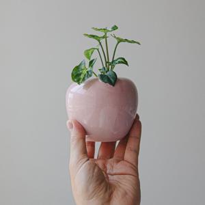 싱고니움 애플핑크 diy수경세트