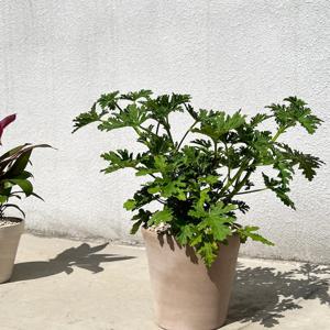 모기퇴치식물 장미향이 나는 로즈 제라늄 - 직선토분L