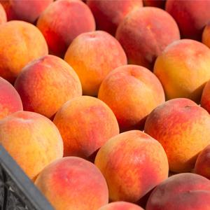 김천 하우스 복숭아 500g/1Kg (중소과)