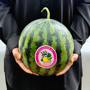 스테비아 농법 인증! 국내산 꿀수박 3-4kg내외 (1통)