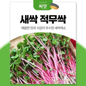 새싹 적무순 씨앗 30g 새싹채소 키우기 수경재배 씨앗