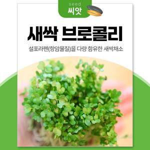 영양만점 새싹 브로콜리 씨앗 100립