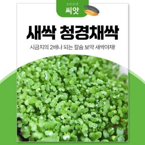 새싹 청경채싹 씨앗 30g 새싹채소 키우기 수경재배 씨앗