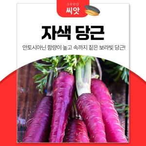 안토시아닌 듬뿍 자색당근 씨앗 500립