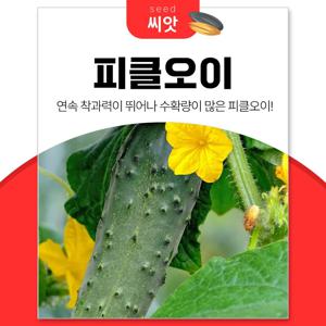 수확량 많은 피클오이 씨앗 50립
