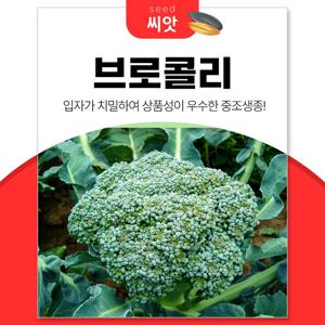 영양만점 브로콜리 열매씨앗 100립
