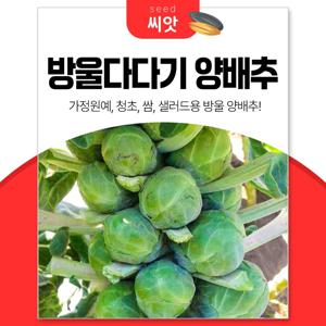 샐러드로 좋은 방울다다기 양배추 씨앗 200립