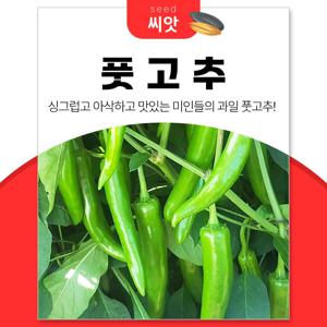아삭한 과일 풋고추 씨앗 따고또따고 30립