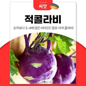 비타민C 듬뿍 자색 적콜라비 씨앗 100립