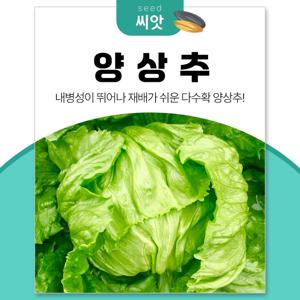 재배가 쉬운 다수확 양상추 씨앗 1500립 샐러드익스프레스