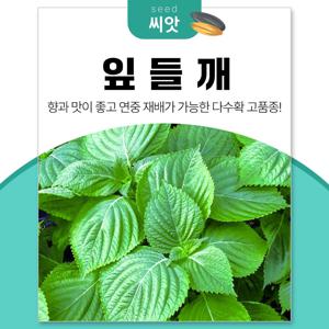 연중 재배가 가능한 다수확 잎들깨 깻잎 씨앗 10g