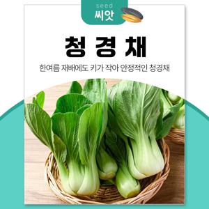 한여름 재배도 안정적인 청경채 씨앗 2000립 싱싱하계