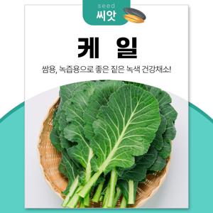 쌈채소 녹즙용 건강채소 맛짱케일 씨앗 1000립 맛짱케일