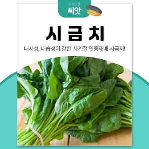 식감좋고 사계절 재배가 쉬운 시금치 씨앗 20g 시금치 수시로