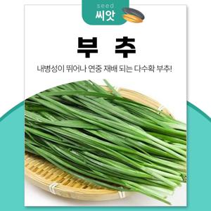 재배가 쉬운 다수확 부추 씨앗 20g 차이나벨트 그린벨트